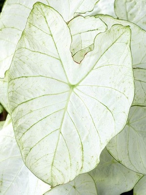 Caladium Florida Moonlight